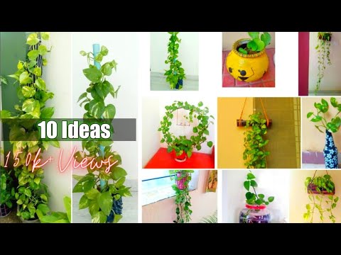 10 money plant decoration ideas / money plant decoration ideas / Home decoration ideas #moneyplant