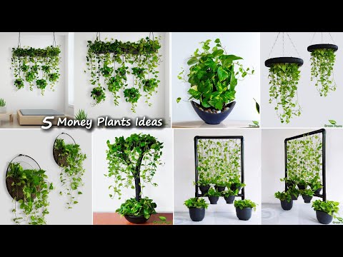 5 Money Plants Hanging & Decoration Ideas For Your Indoor | Money Plants Growing Ideas//GREEN PLANTS