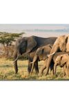 Elephant Pictures Wall Art Decor Canvas Prints Poster Print Wildlife Photography Photo Office Living Room Bedroom With Framed20 X12 0 0