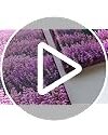 Wieco Art Lavender Field Abstract Canvas Prints Wall Art Purple Flowers Picture 5 Panels Modern Landscape Giclee For Living Room Bedroom Home Office Decorations 0 5